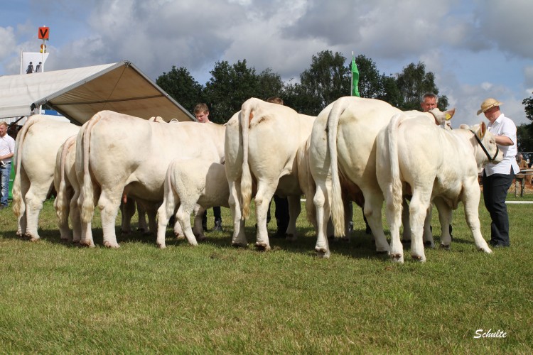 Kühe mit Kalb bei Fuss