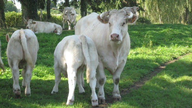 Zahlreiche gute Tiere wurden bei Herdenbesichtigungen vorgestellt