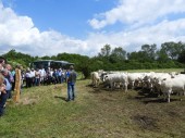 Schöne Charolais in Mecklenburg